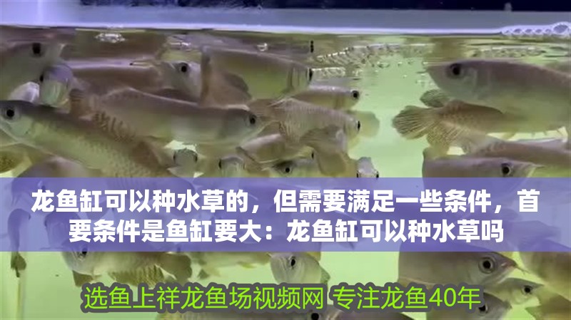 龍魚缸可以種水草的，但需要滿足一些條件，首要條件是魚缸要大：龍魚缸可以種水草嗎