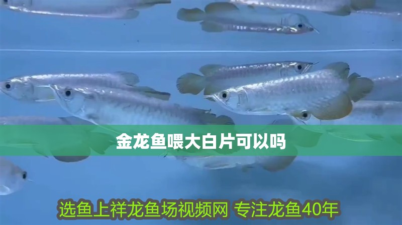 金龍魚喂大白片可以嗎
