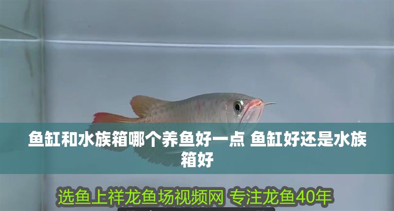 魚缸和水族箱哪個養(yǎng)魚好一點 魚缸好還是水族箱好 魚缸和水族箱哪個養(yǎng)魚好一點 魚缸好還是水族箱好 紅龍魚百科 第1張