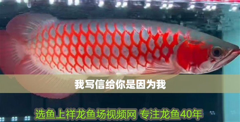 我寫信給你是因為我