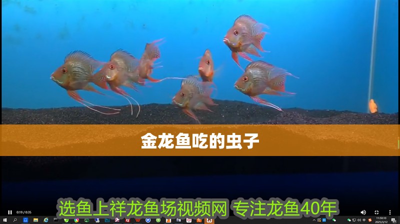 金龍魚吃的蟲子