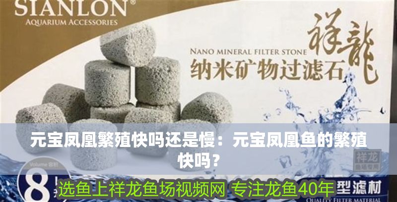 元寶鳳凰繁殖快嗎還是慢：元寶鳳凰魚的繁殖快嗎？