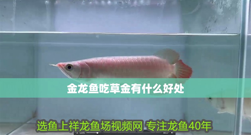 金龍魚吃草金有什么好處 龍魚百科 第2張 金龍魚吃草金有什么好處 金龍魚吃草金有什么好處 龍魚百科 第2張