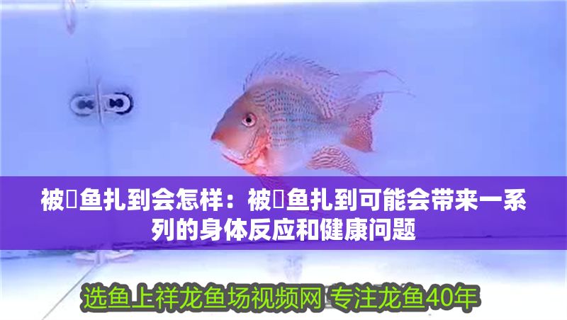 被魟魚扎到會怎樣：被魟魚扎到可能會帶來一系列的身體反應和健康問題