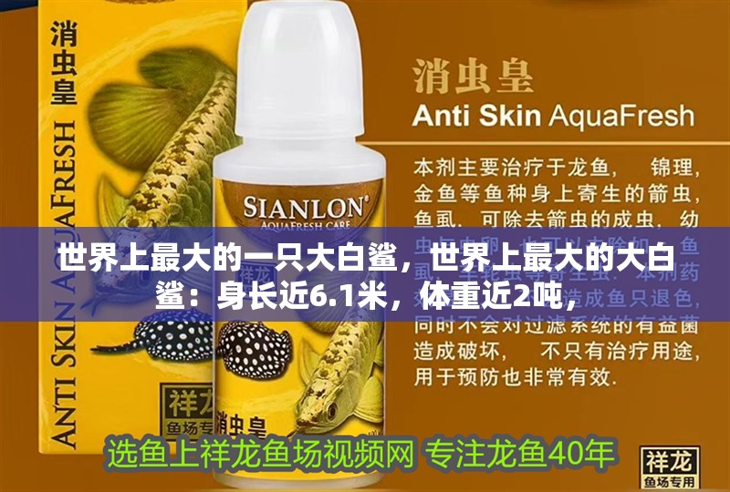 世界上最大的一只大白鯊，世界上最大的大白鯊：身長近6.1米，體重近2噸，