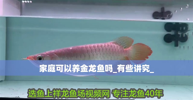 家庭可以養(yǎng)金龍魚嗎_有些講究_