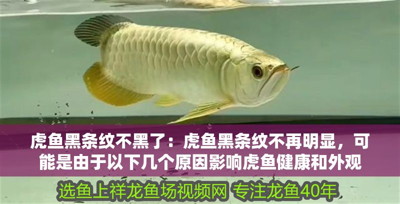 虎魚黑條紋不黑了：虎魚黑條紋不再明顯，可能是由于以下幾個原因影響虎魚健康和外觀