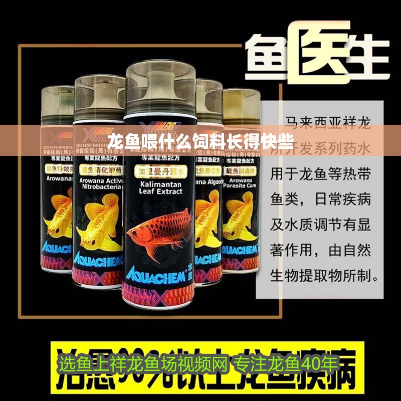 龍魚喂什么飼料長得快些