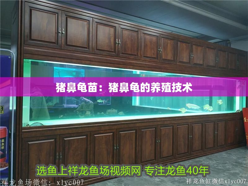 豬鼻龜苗：豬鼻龜的養殖技術