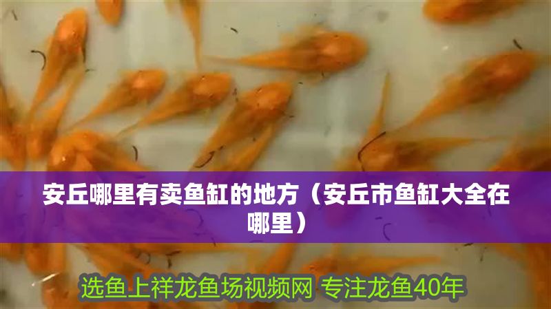 安丘哪里有賣魚缸的地方（安丘市魚缸大全在哪里）
