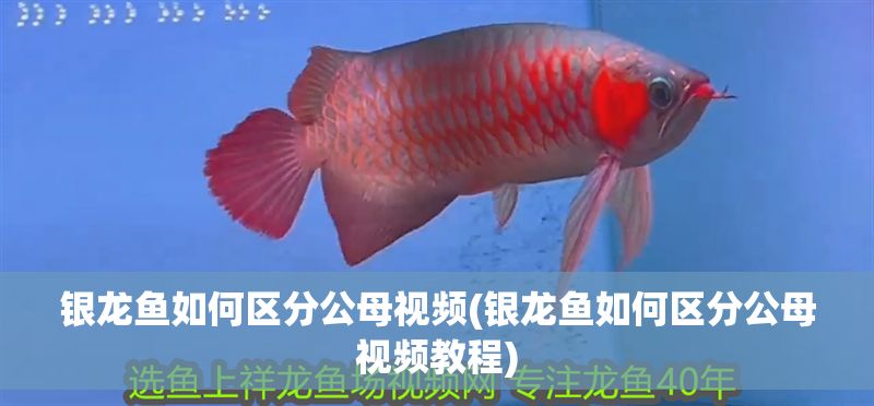 銀龍魚如何區(qū)分公母視頻(銀龍魚如何區(qū)分公母視頻教程)