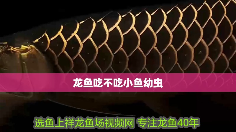 龍魚吃不吃小魚幼蟲