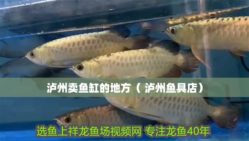 瀘州賣魚缸的地方（ 瀘州魚具店） 瀘州賣魚缸的地方（ 瀘州魚具店） 魚缸百科 第1張