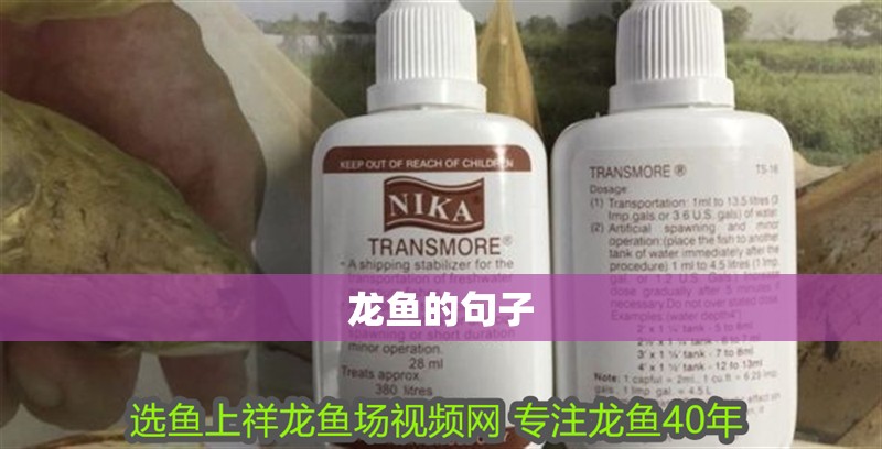 龍魚的句子 龍魚的句子 龍魚百科 第2張