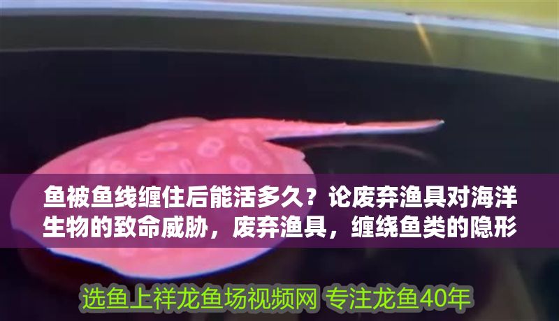 魚(yú)被魚(yú)線纏住后能活多久？論廢棄漁具對(duì)海洋生物的致命威脅，廢棄漁具，纏繞魚(yú)類的隱形殺手與海洋生態(tài)危機(jī)