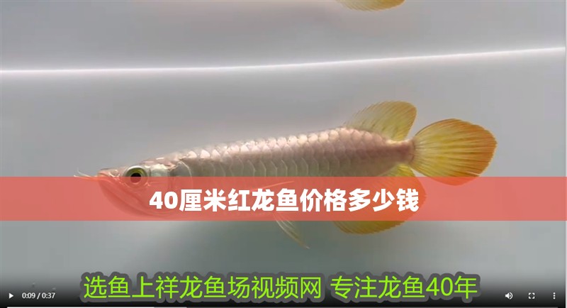 40厘米紅龍魚價格多少錢 龍魚百科 第2張 40厘米紅龍魚價格多少錢 40厘米紅龍魚價格多少錢 龍魚百科 第2張
