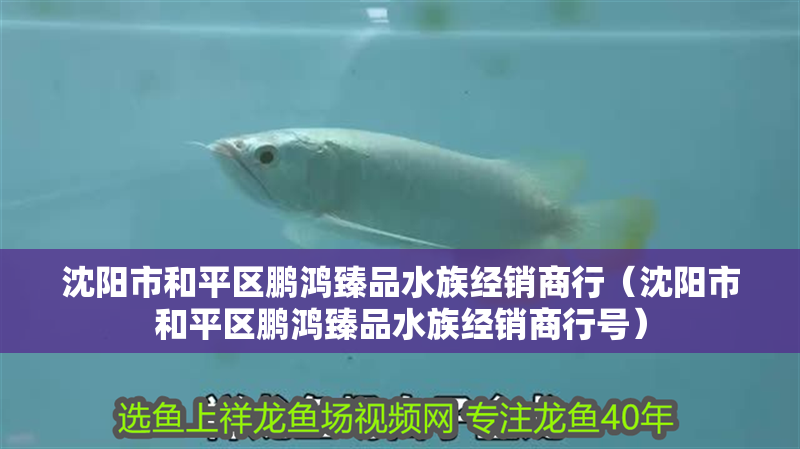沈陽(yáng)市和平區(qū)鵬鴻臻品水族經(jīng)銷商行(沈陽(yáng)市和平區(qū)鵬鴻臻品水族經(jīng)銷商行號(hào)) 全國(guó)水族館企業(yè)名錄 第2張 沈陽(yáng)市和平區(qū)鵬鴻臻品水族經(jīng)銷商行(沈陽(yáng)市和平區(qū)鵬鴻臻品水族經(jīng)銷商行號(hào)) 沈陽(yáng)市和平區(qū)鵬鴻臻品水族經(jīng)銷商行(沈陽(yáng)市和平區(qū)鵬鴻臻品水族經(jīng)銷商行號(hào)) 全國(guó)水族館企業(yè)名錄 第2張