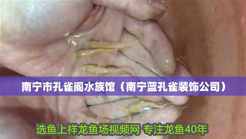 南寧市孔雀閣水族館（南寧藍孔雀裝飾公司） 南寧市孔雀閣水族館（南寧藍孔雀裝飾公司） 全國水族館企業名錄 第2張