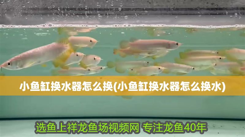 小魚缸換水器怎么換(小魚缸換水器怎么換水) 小魚缸換水器怎么換(小魚缸換水器怎么換水) 錦鯉魚百科 第1張