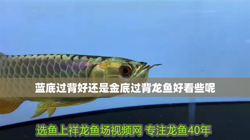 藍(lán)底過(guò)背好還是金底過(guò)背龍魚(yú)好看些呢 龍魚(yú)百科 第2張 藍(lán)底過(guò)背好還是金底過(guò)背龍魚(yú)好看些呢 藍(lán)底過(guò)背好還是金底過(guò)背龍魚(yú)好看些呢 龍魚(yú)百科 第2張