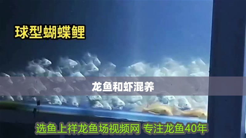 龍魚和蝦混養(yǎng)