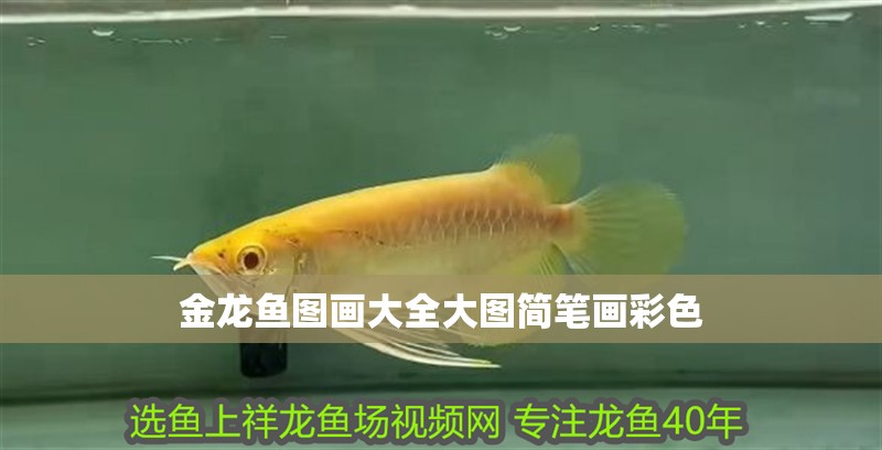 金龍魚圖畫大全大圖簡筆畫彩色