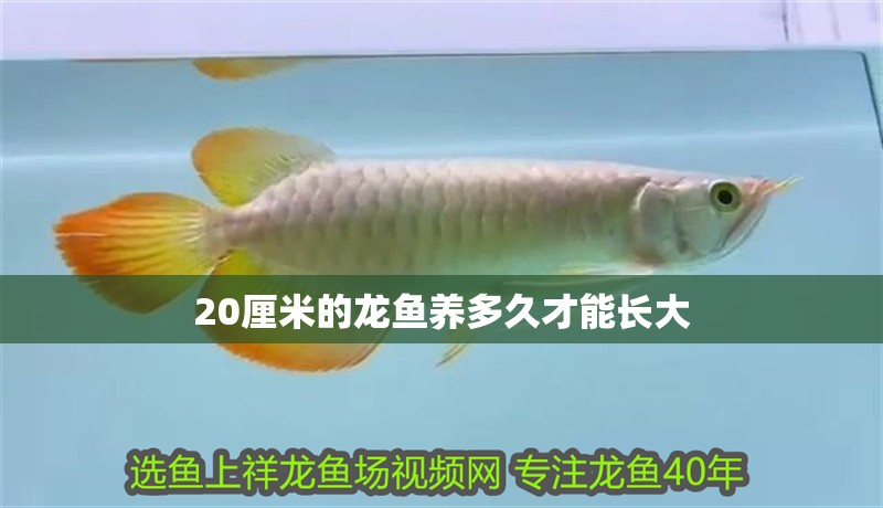 20厘米的龍魚養(yǎng)多久才能長大