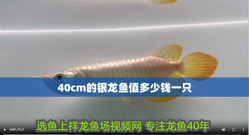40cm的銀龍魚值多少錢一只 40cm的銀龍魚值多少錢一只 龍魚百科 第2張