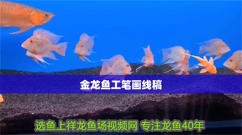 金龍魚工筆畫線稿