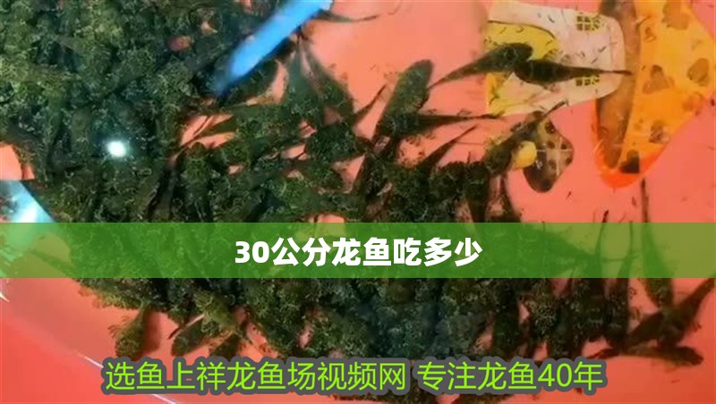 30公分龍魚吃多少 龍魚百科 第2張 30公分龍魚吃多少 30公分龍魚吃多少 龍魚百科 第2張