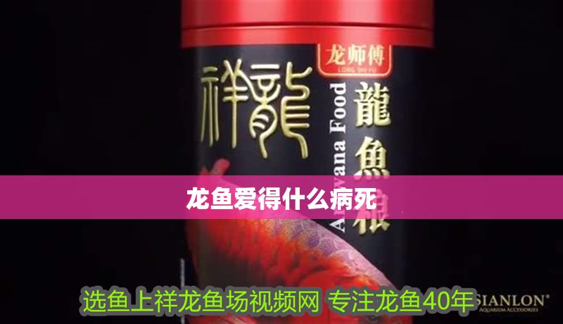 龍魚愛得什么病死 龍魚愛得什么病死 龍魚百科 第2張