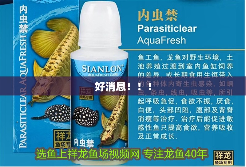 好消息！！！ 好消息！！！ 龍魚論壇