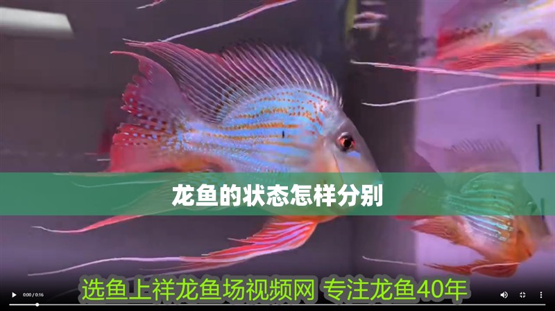 龍魚(yú)的狀態(tài)怎樣分別