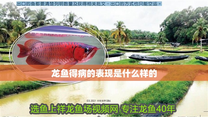 龍魚得病的表現是什么樣的