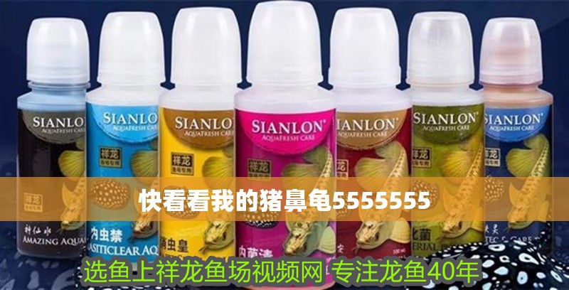 快看看我的豬鼻龜5555555 快看看我的豬鼻龜5555555 豬鼻龜百科