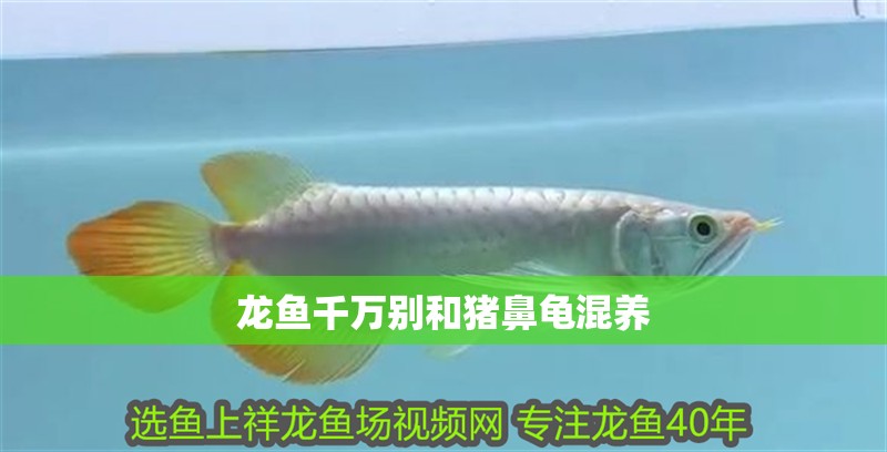 龍魚千萬別和豬鼻龜混養 龍魚千萬別和豬鼻龜混養 豬鼻龜百科