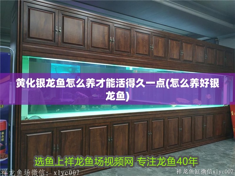黃化銀龍魚怎么養才能活得久一點(怎么養好銀龍魚)