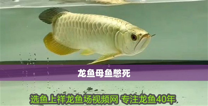 龍魚母魚憋死 龍魚母魚憋死 龍魚百科 第2張