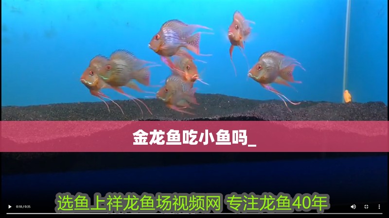 金龍魚吃小魚嗎_