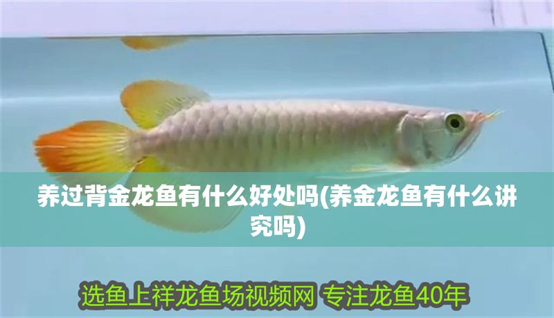 養過背金龍魚有什么好處嗎(養金龍魚有什么講究嗎)