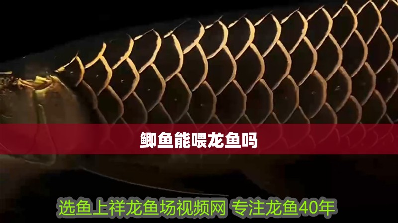 鯽魚(yú)能喂龍魚(yú)嗎