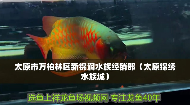 太原市萬柏林區(qū)新錦潤水族經(jīng)銷部（太原錦繡水族城）