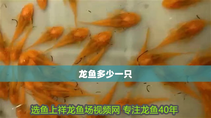 龍魚(yú)多少一只 龍魚(yú)百科 第2張 龍魚(yú)多少一只 龍魚(yú)多少一只 龍魚(yú)百科 第2張