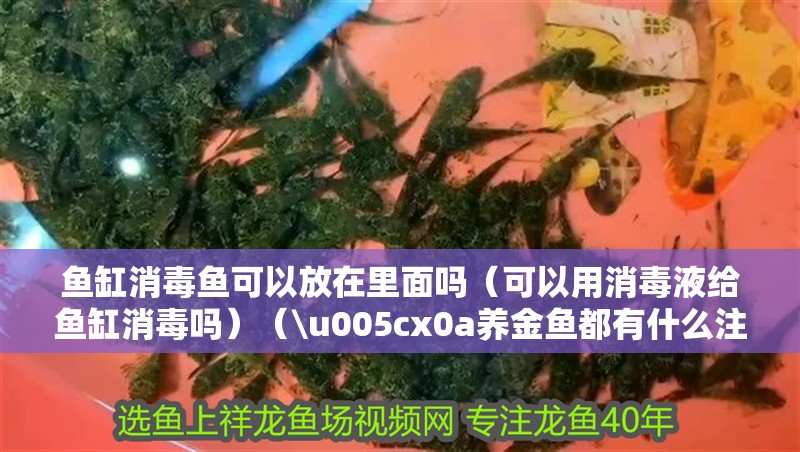 魚缸消毒魚可以放在里面嗎（可以用消毒液給魚缸消毒嗎）（\u005cx0a養(yǎng)金魚都有什么注意事項(xiàng)）