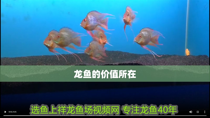 龍魚的價值所在 龍魚的價值所在 龍魚百科 第2張