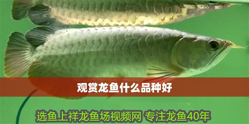 觀賞龍魚什么品種好