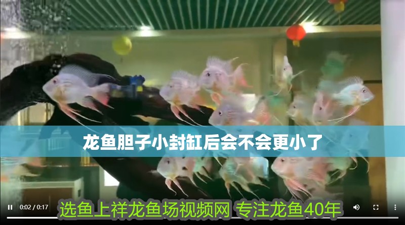龍魚(yú)膽子小封缸后會(huì)不會(huì)更小了