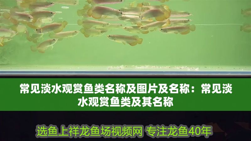 常見淡水觀賞魚類名稱及圖片及名稱：常見淡水觀賞魚類及其名稱