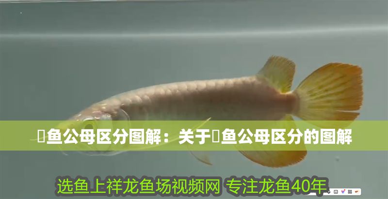 魟魚公母區(qū)分圖解：關(guān)于魟魚公母區(qū)分的圖解