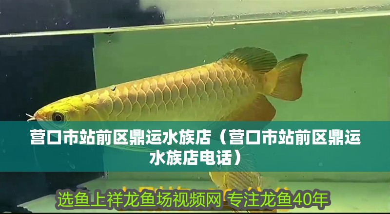 營口市站前區(qū)鼎運水族店（營口市站前區(qū)鼎運水族店電話）